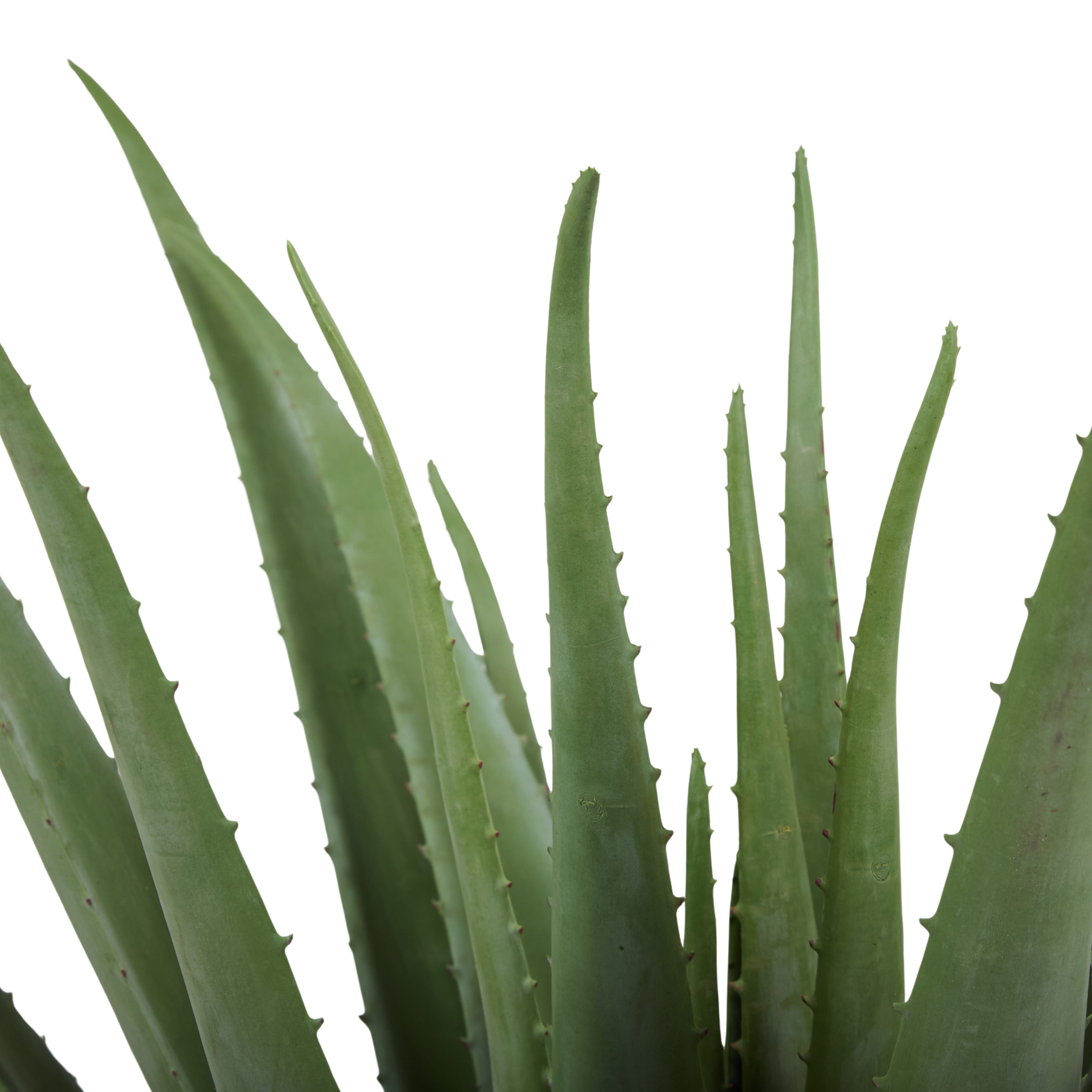 Faux Aloe Plant - 66cm