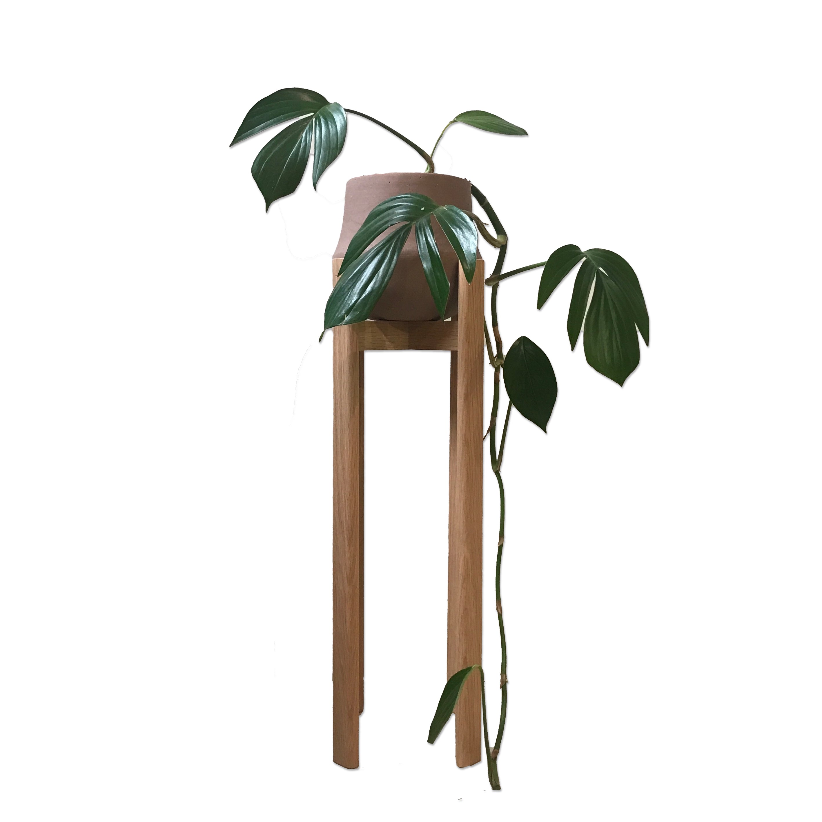 DUNCAN RODWELL - Stadium Plant Stand - Oak - Tall