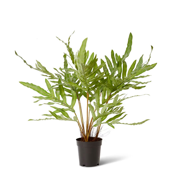 Ever Flora Faux Rabbit Foot Fern 70cm x 59cm